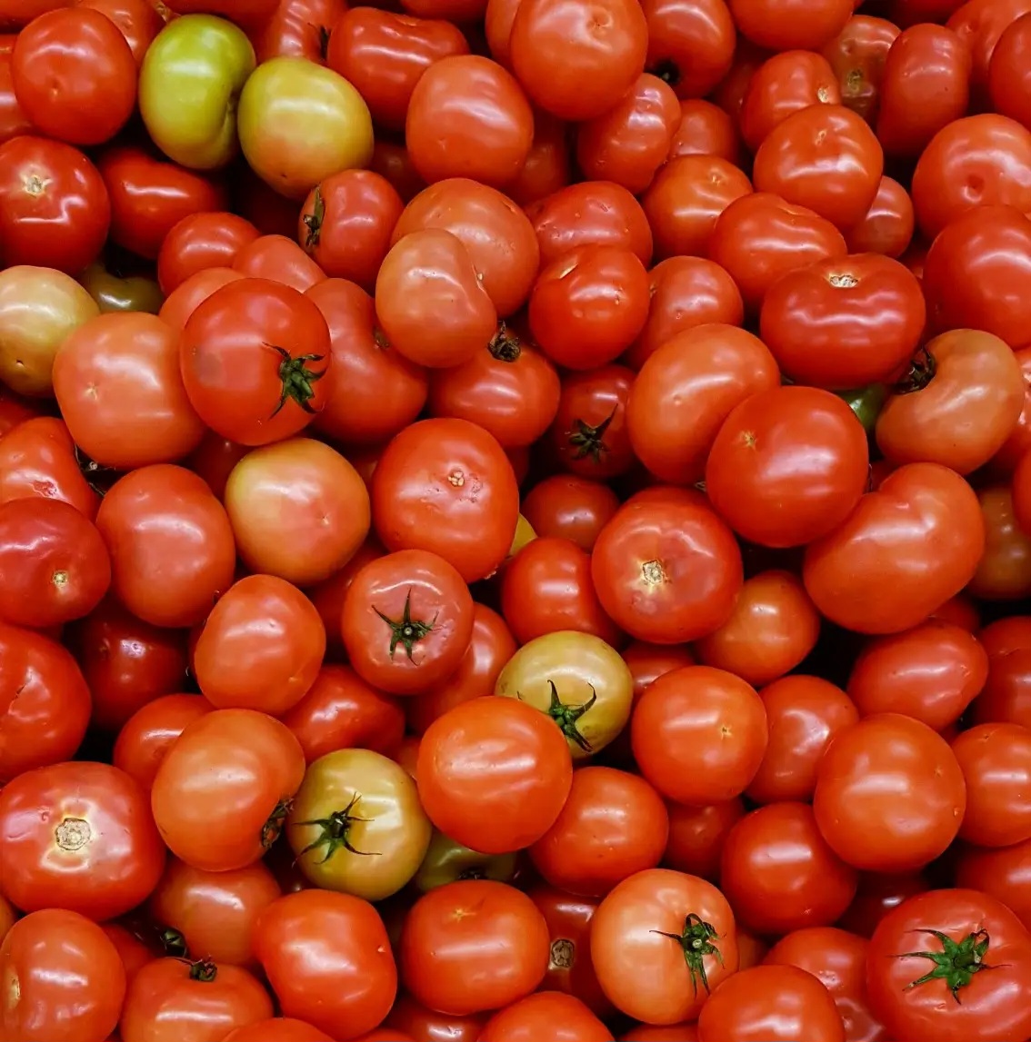 Fresh Tomatoes view 2