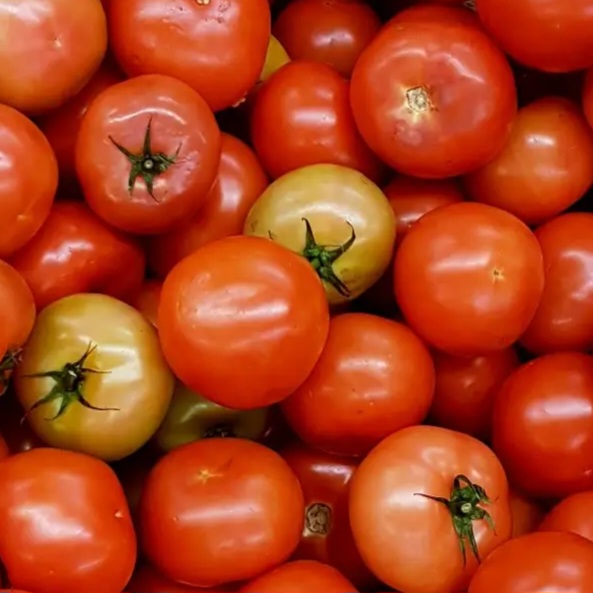 Fresh Tomatoes view 3