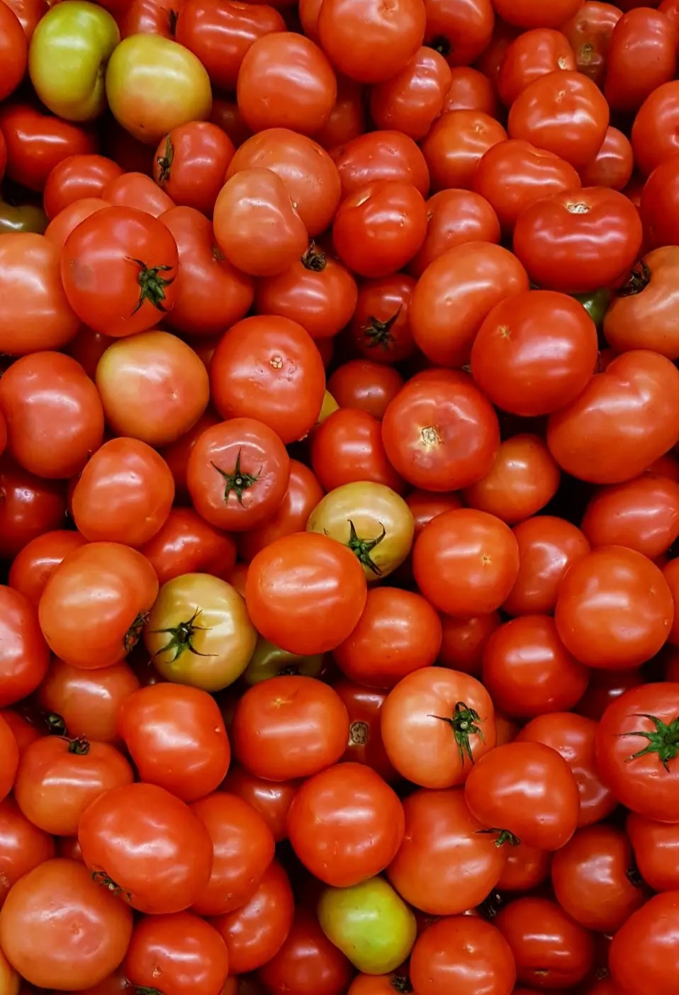 Fresh Tomatoes view 4