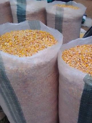 Yellow Corn view 3