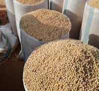 Premium Soybeans view 2