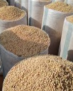 Premium Soybeans view 3
