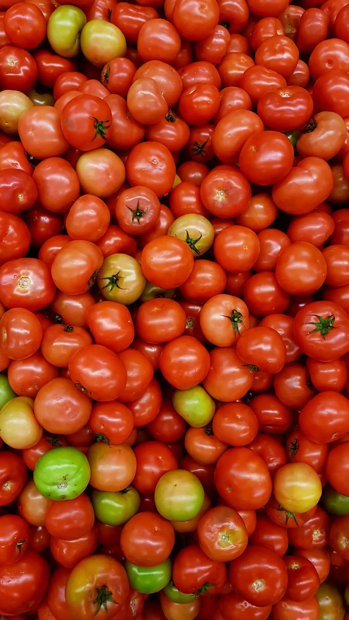 Fresh Tomatoes - MNSWHOLESALE UK Fresh Produce