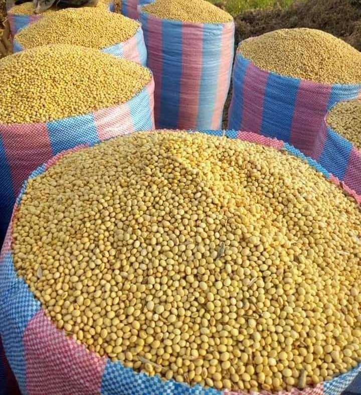 Soybeans - MNSWHOLESALE UK Grains & Cereals