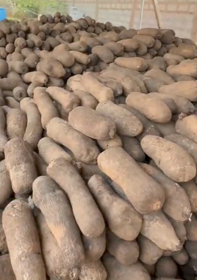Fresh Yam (per bag) - MNSWHOLESALE UK Fresh Produce